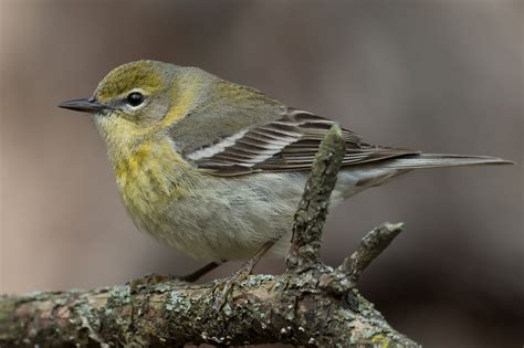 Pine Warbler (female-spring) – Jeremy Meyer Photography