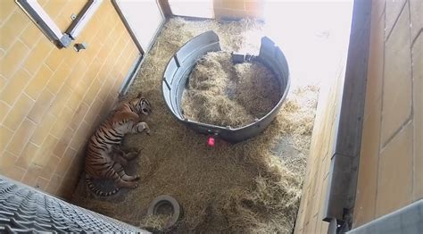 Endangered Malayan tiger gives birth to 3 cubs at Jacksonville Zoo