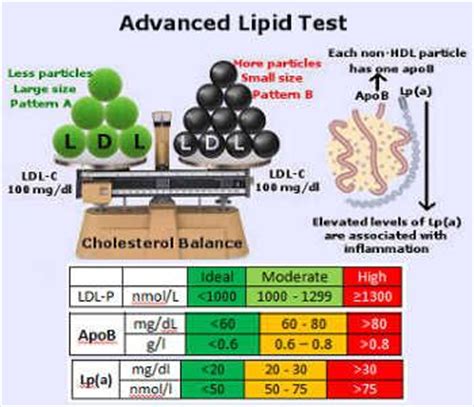 Advanced Lipoprotein Test | LDL-P Particle Number | LDL Size Test ...