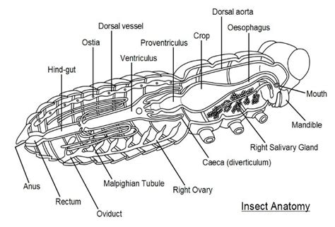 [DIAGRAM] Cricket Insect Diagram To Label - MYDIAGRAM.ONLINE