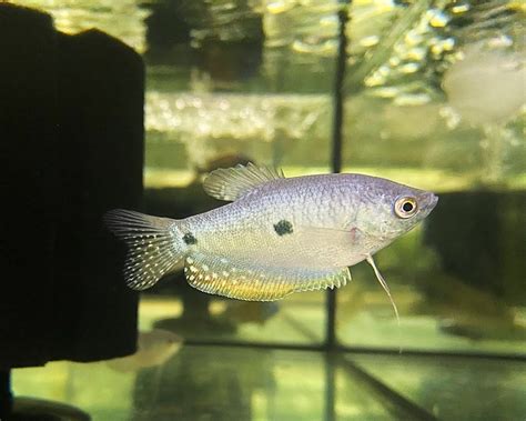 Blue Gourami/Three Spot Gourami - Trichogaster Trichopterus The Trop ...