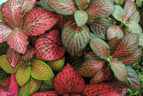 Plant Care Fittonia | Houseplants Flowers