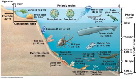 Ocean Zones and Animals Who Live There | Ocean zones, Ocean ecosystem, Layers of the ocean