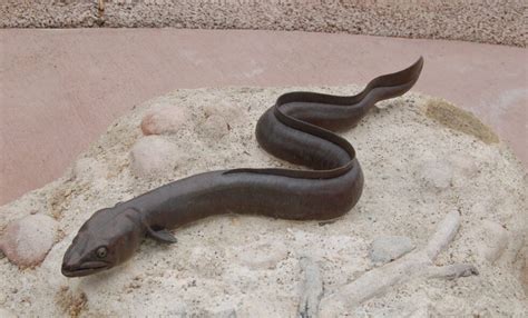 Freshwater eel - San Francisco Zoo & Gardens