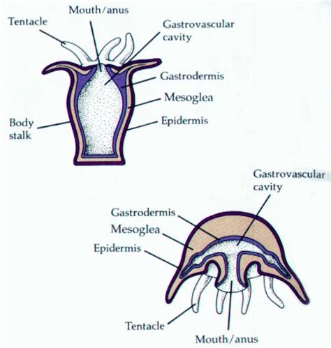 Cnidaria - Phylum Digestive System