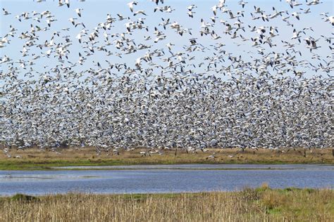 Snow Geese: Too Much of a Good Thing | BirdNote