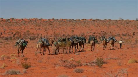 Students trek with camels across Simpson Desert to help with scientific surveys - CSU News