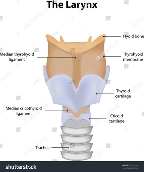 Larynx Labeled Diagram Stock Vector 261971498 - Shutterstock