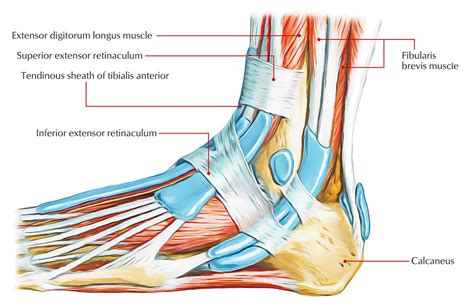 Superior Extensor Retinaculum | Orthopedics, Orthopedic surgery, Musculoskeletal system