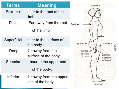 Distal And Proximal Definition