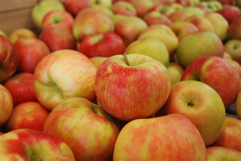 Sweet + Crunchy = Honeycrisp Apples - Wolff's Apple House