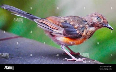 White-rumped shama female juvenile Stock Photo - Alamy