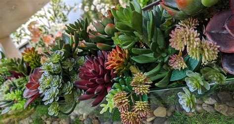 Lifelike Artificial Succulents | Los Angeles Showroom