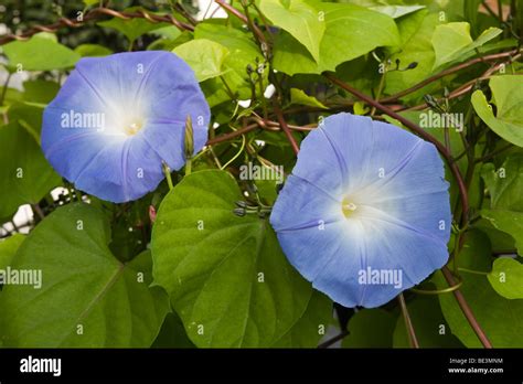 Blue Morning Glory flowers Stock Photo - Alamy