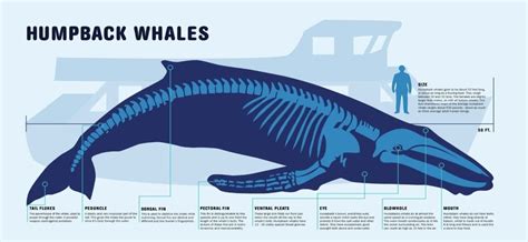 Humpback Whale Size Comparison