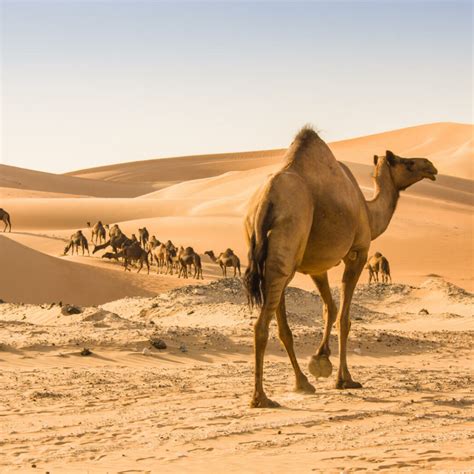 26 Animals That Live in the Desert