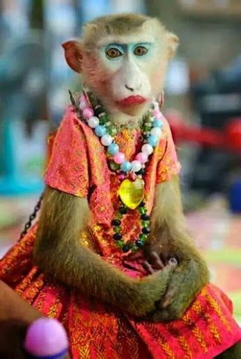 Well dressed Monkey | Funny Pictures From India | Funny pictures, Funny, Morning greetings quotes