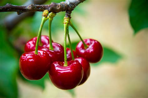 Cherry Fruit Nutrition | Healthfully