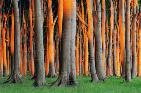 Beech Trees, West Pomerania, Mecklenburg-Vorpommern, Germany - Stock Photo - Dissolve