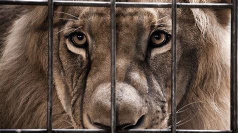 Petition · GET ANIMALS OUT OF ZOOS · Change.org