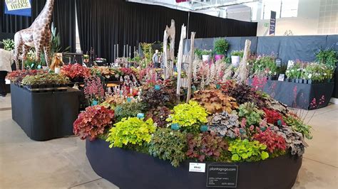 nice Harrogate Autumn Flower Show 2017 | Fall flowers, Flower show, Amazing flowers