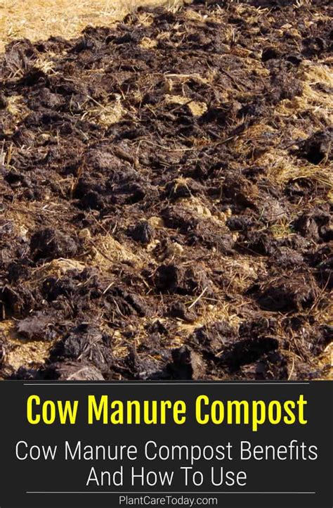 Cow Manure Compost Benefits And How To Use