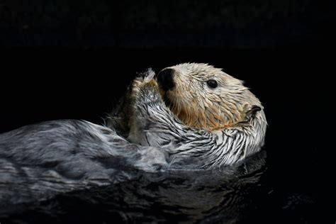 Alaskan sea otter (Enhydra lutris) - ZooChat