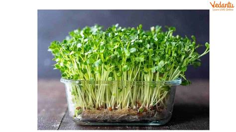 Difference Between Sprouts and Microgreens | Learn Important Terms and Concepts