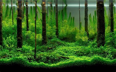 Aquascape Wallpapers - Top Free Aquascape Backgrounds - WallpaperAccess