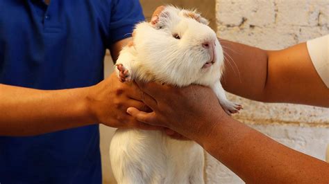 Guinea pig ice cream a hit at Ecuadorian vendor's food stall | Fox News