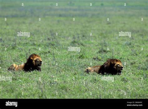 TANZANIA, NGORONGORO CRATER, LIONS Stock Photo - Alamy