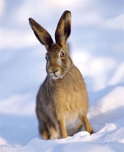 The magical mythology of mad March hares | Mythology, Hare, Magical