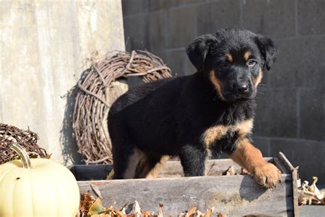 German Shepherd Rottweiler Mix Puppy For Sale Millersburg Ohio Rocky M – AC Puppies LLC