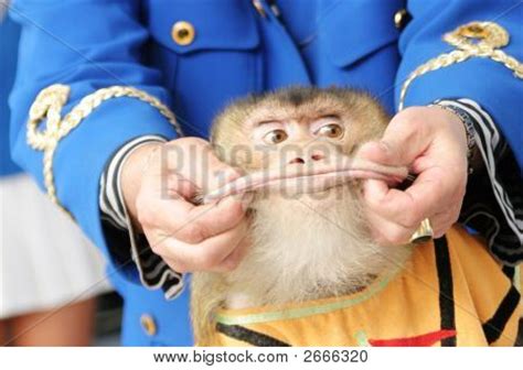 Monkey lips Stock Photo & Stock Images | Bigstock