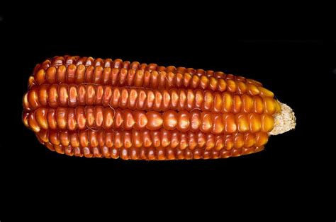 Native Maize Varieties Photograph by Philippe Psaila/science Photo ...