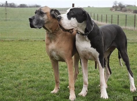 Appearance of European vs American Great Danes - Great Dane K9