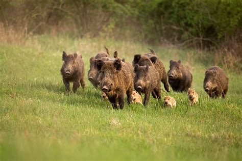 Psa, il ruolo dei cinghiali - Zootecnia - AgroNotizie