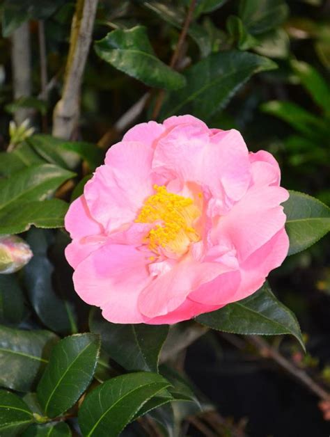 Camellia japonica 'Pink Icicle' Pink Icicle Camellia from Colesville ...