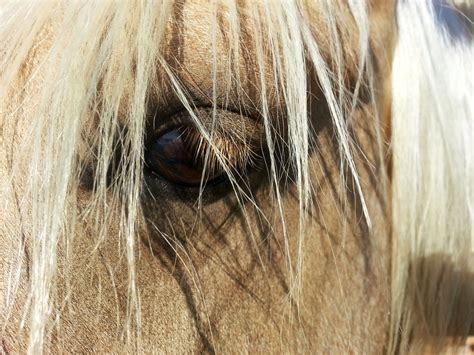 Eye Horse Free Stock Photo - Public Domain Pictures