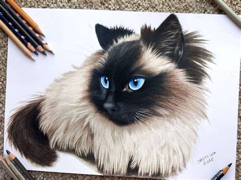 Siamese Cat. Realistic Animal Portraits with Colored Pencils. By ...
