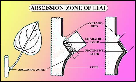 What is an abscission zone? Name its components and their functions.