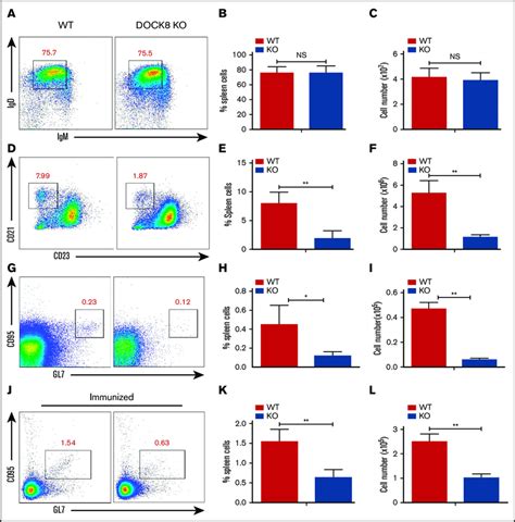 The differentiation of marginal-zone and germinal-center B cells is... | Download Scientific Diagram