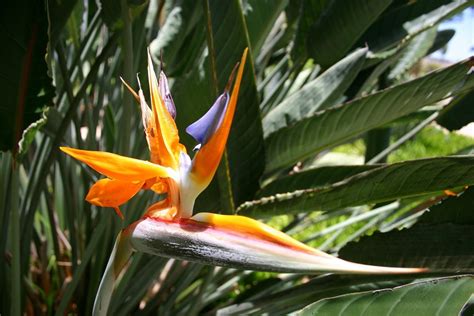 Top 8 Most Interesting Hawaiian Plants and Flowers - And You Creations