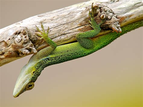 Bermuda Flora & Fauna | Gavin Howarth | Bermuda Scenic Photography