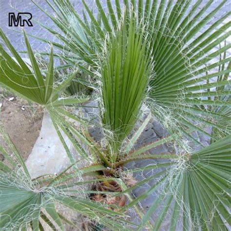 Washingtonia filifera, California Fan Palm, Desert Fan Palm, American ...