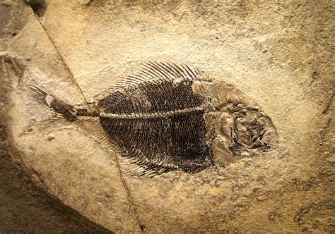 Fil:Fossil fish Fur Museum.jpg - Wikipedia, den frie encyklopædi