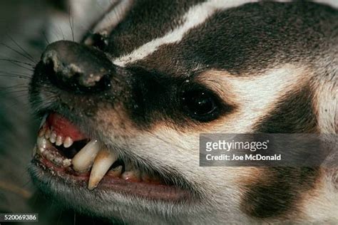 18 Badger Teeth Stock Photos, High-Res Pictures, and Images - Getty Images