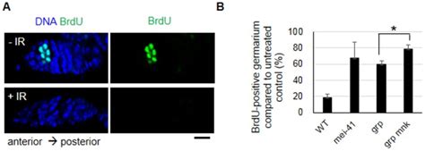 The BrdU incorporation assay was performed in wild type and checkpoint ...