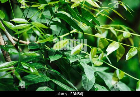 mahogany (Swietenia macrophylla), tree with leaves Stock Photo - Alamy