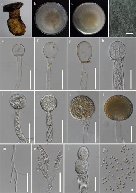 Columella Fungi